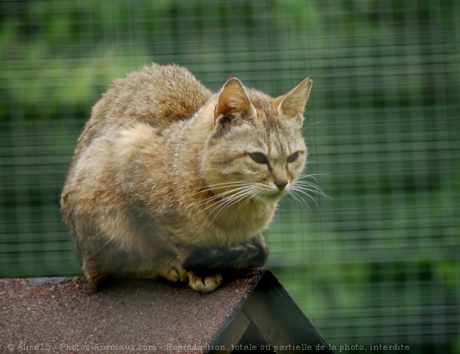 Photo de Chat de gordoni