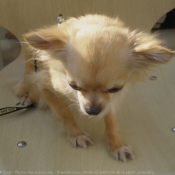 Photo de Chihuahua  poil long