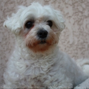 Photo de Bichon maltais