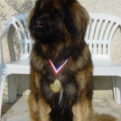 Photo de Leonberg