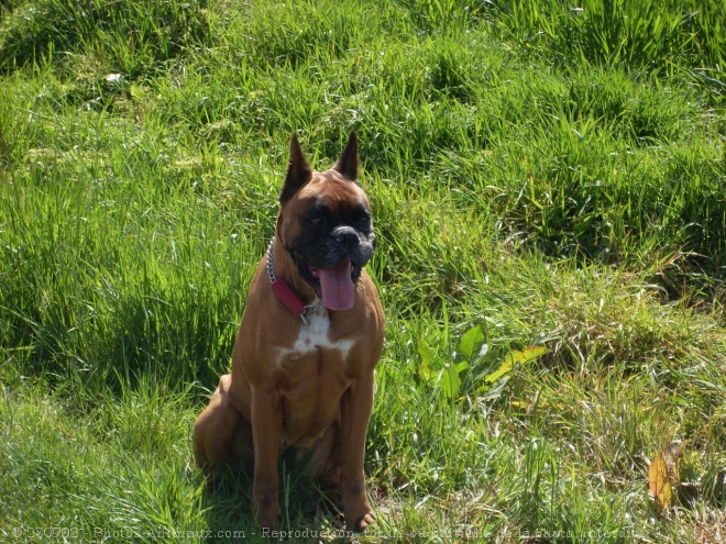 Photo de Boxer