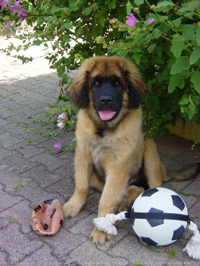 Photo de Leonberg