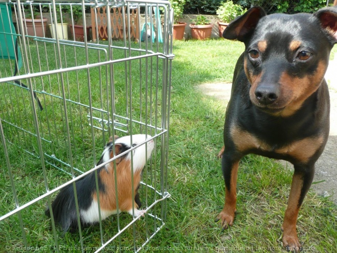 Photo de Cochon d'inde - races diffrentes