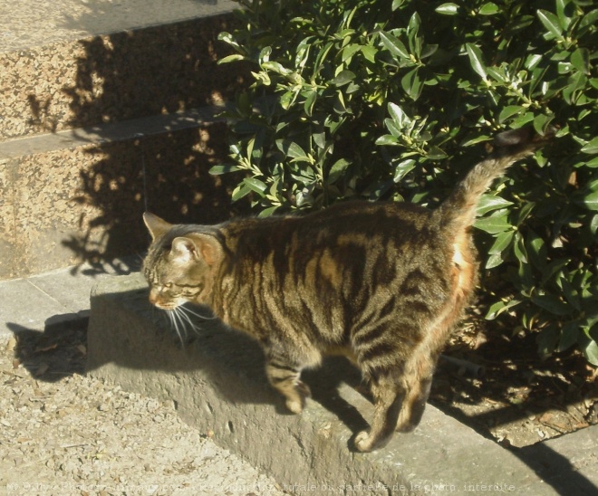 Photo de Chat domestique