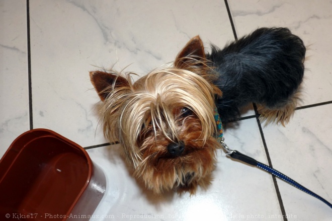 Photo de Yorkshire terrier