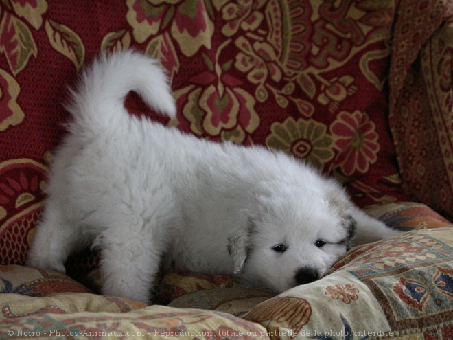 Photo de Chien de montagne des pyrnes