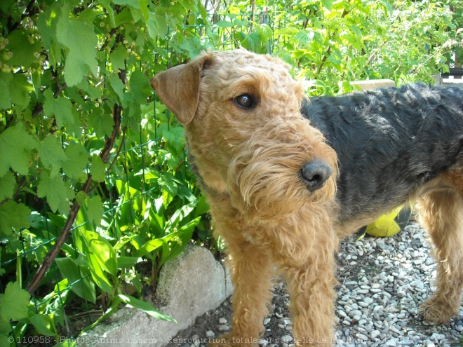 Photo d'Airedale terrier