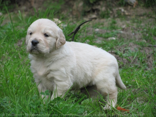 Photo de Golden retriever