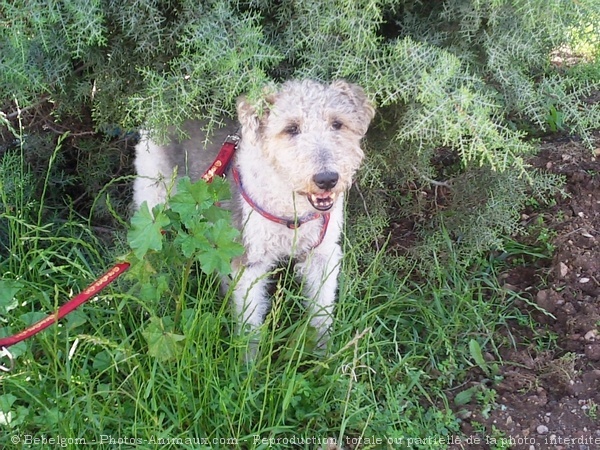 Photo de Fox terrier  poil dur