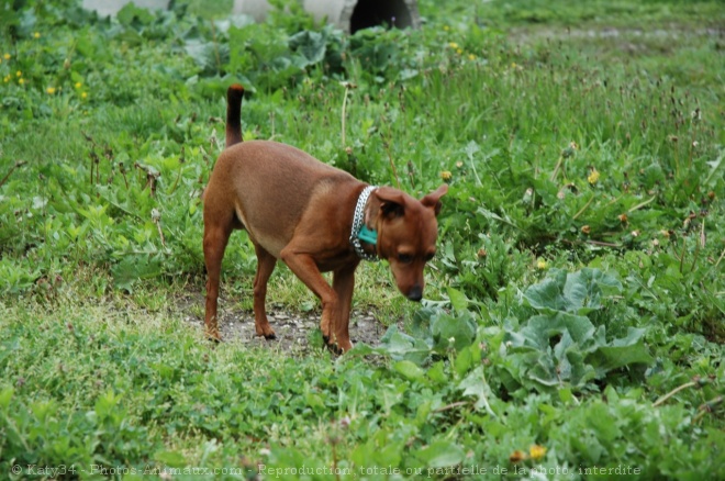 Photo de Pinscher nain