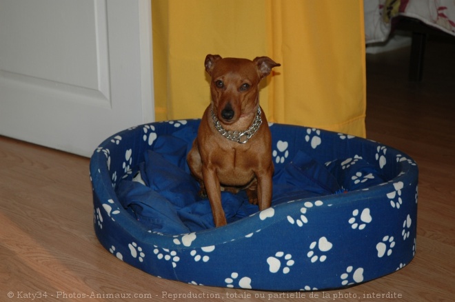 Photo de Pinscher nain