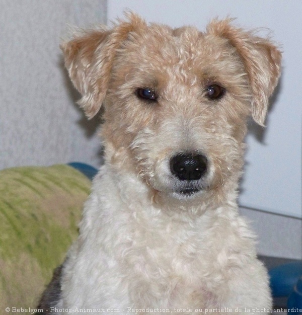 Photo de Fox terrier  poil dur