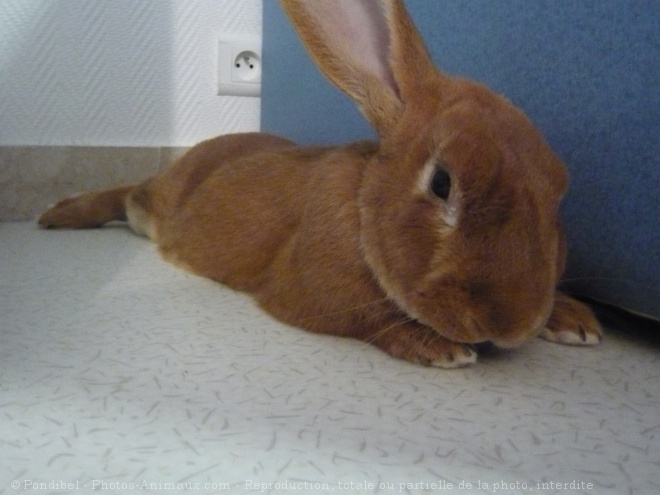 Photo de Lapin