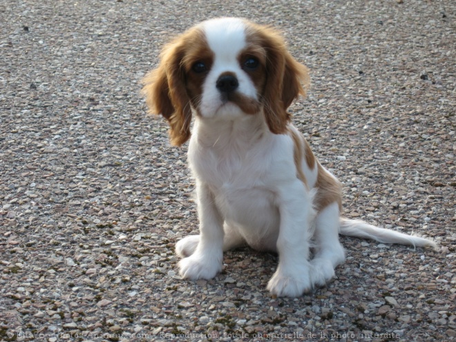 Photo de Cavalier king charles spaniel