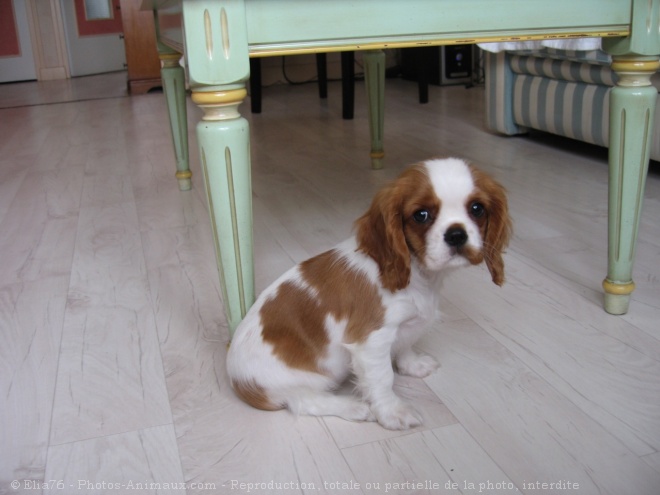 Photo de Cavalier king charles spaniel