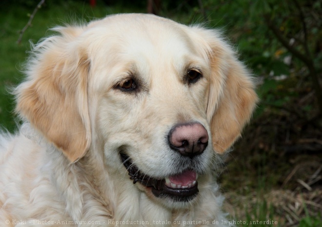 Photo de Golden retriever