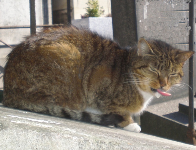 Photo de Chat domestique