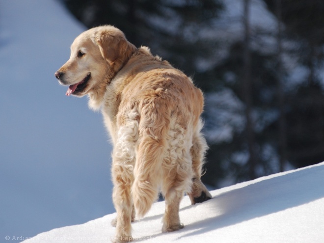 Photo de Golden retriever