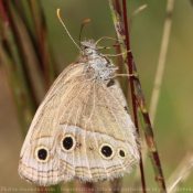 Photo de Papillon