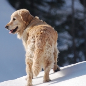 Photo de Golden retriever