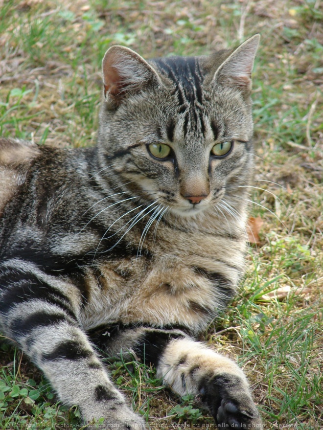 Photo de Chat domestique