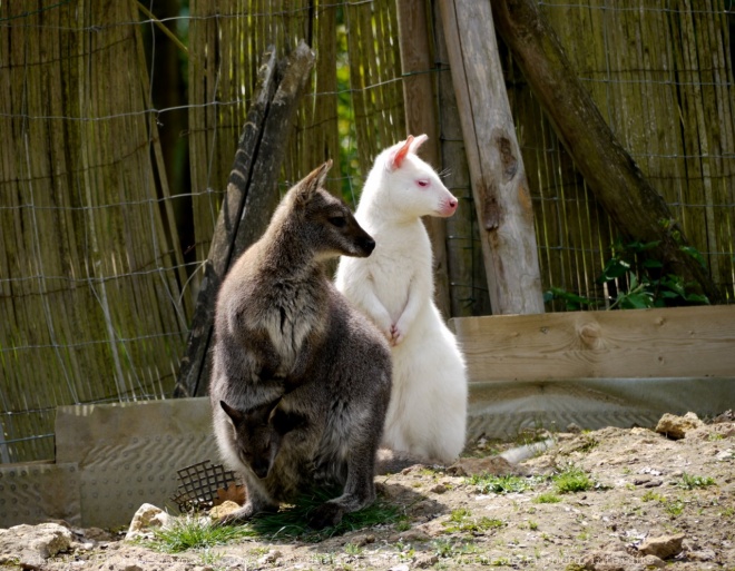 Photo de Wallaby