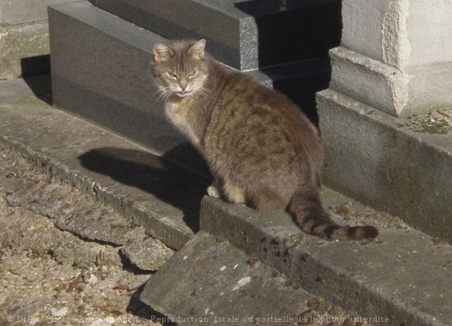 Photo de Chat domestique