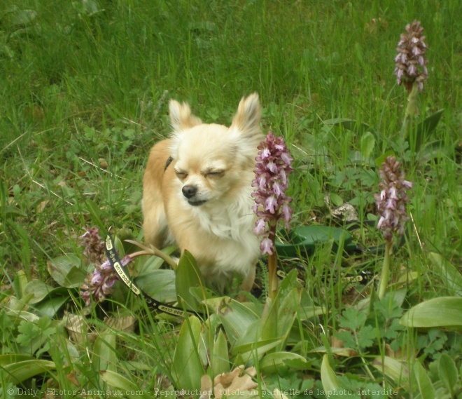 Photo de Chihuahua  poil long