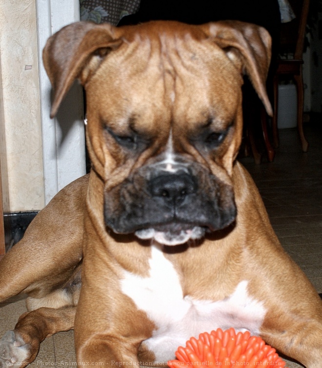 Photo de Boxer