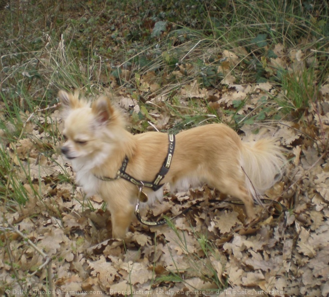 Photo de Chihuahua  poil long