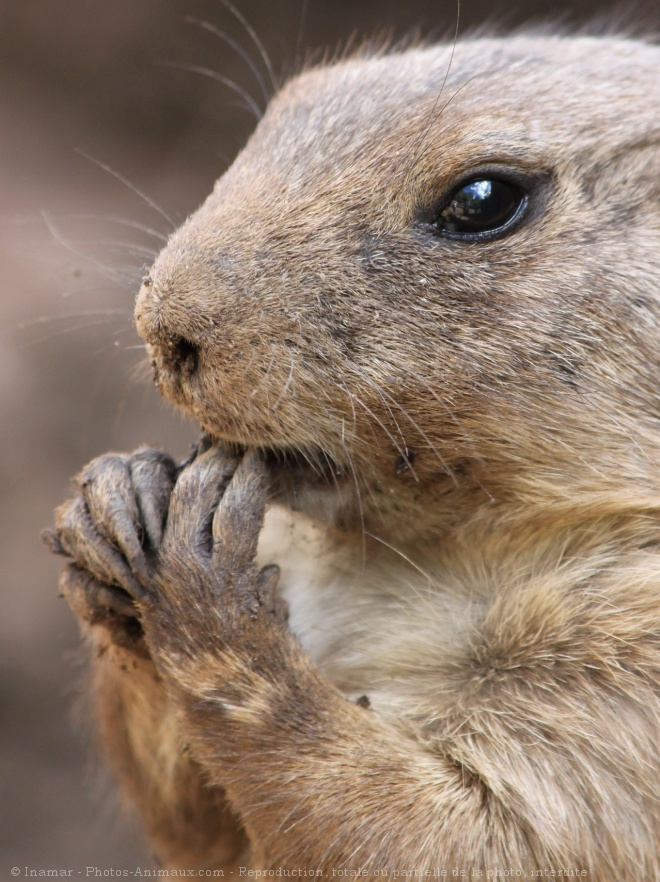 Photo de Chien de prairie