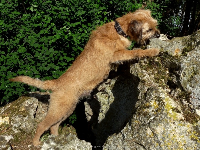 Photo de Border terrier