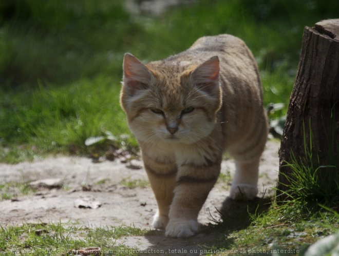 Photo de Chat des sables