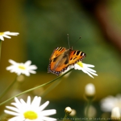 Photo de Papillon