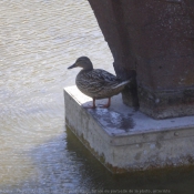 Photo de Canard colvert