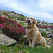 Photo de Golden retriever