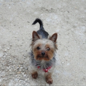 Photo de Yorkshire terrier