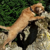 Photo de Border terrier