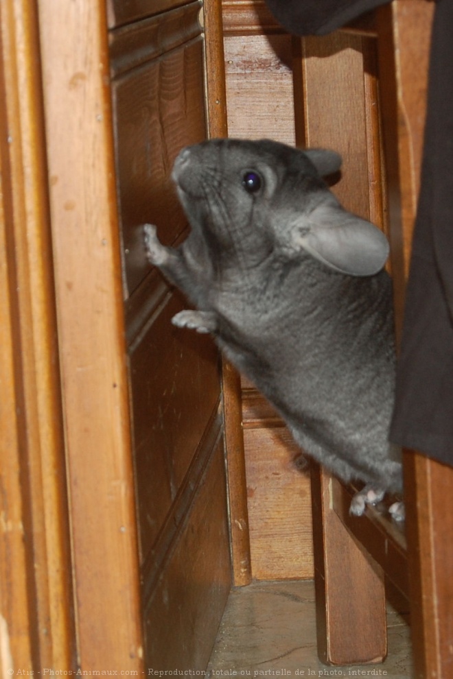 Photo de Chinchilla