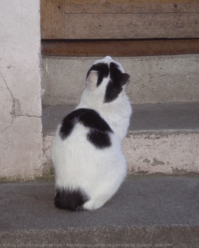 Photo de Chat domestique