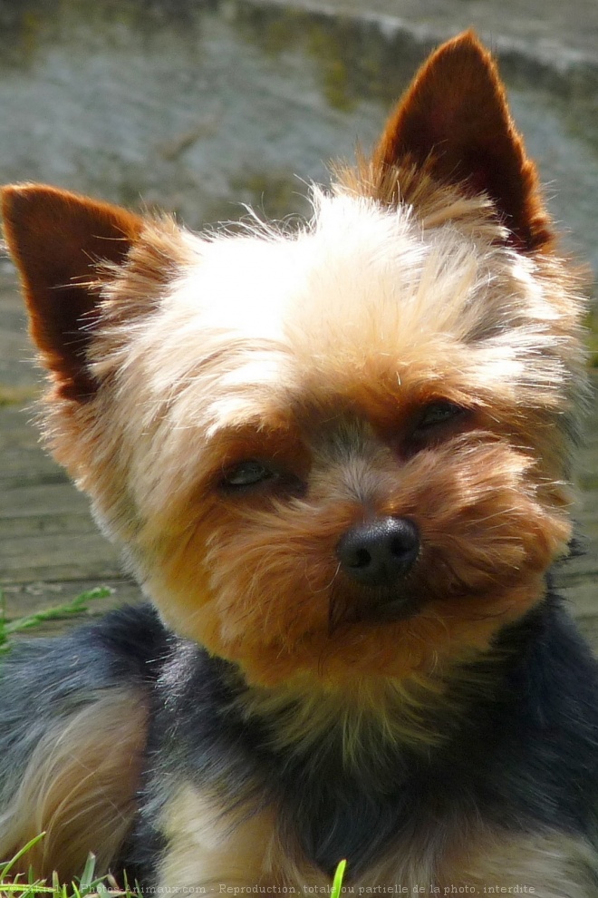 Photo de Yorkshire terrier