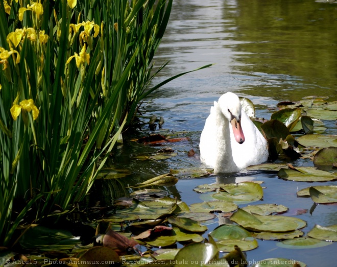 Photo de Cygne