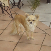 Photo de Chihuahua  poil long