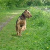 Photo d'Airedale terrier