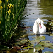 Photo de Cygne