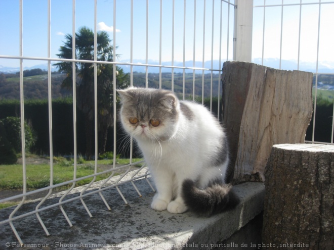 Photo d'Exotic shorthair