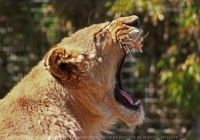 Photo de Lion