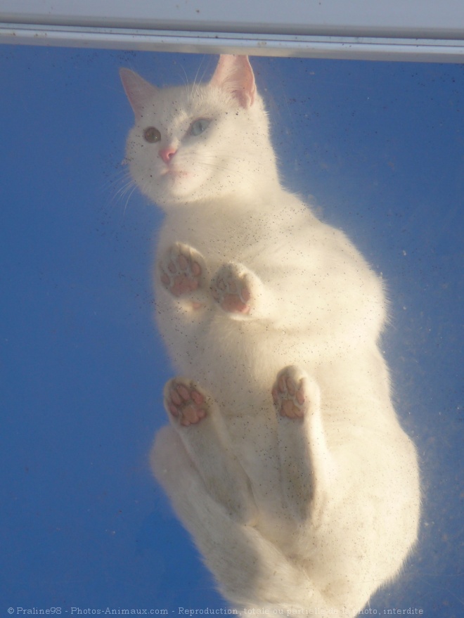 Photo de Chat domestique