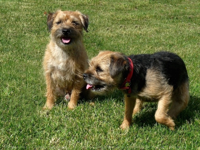 Photo de Border terrier