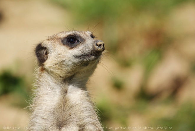 Photo de Suricate